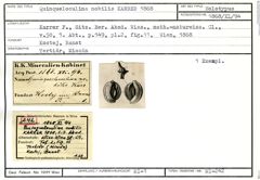 Karteikarte zum Holotyp von Quinqueloculina nobilis Karrer, 1868